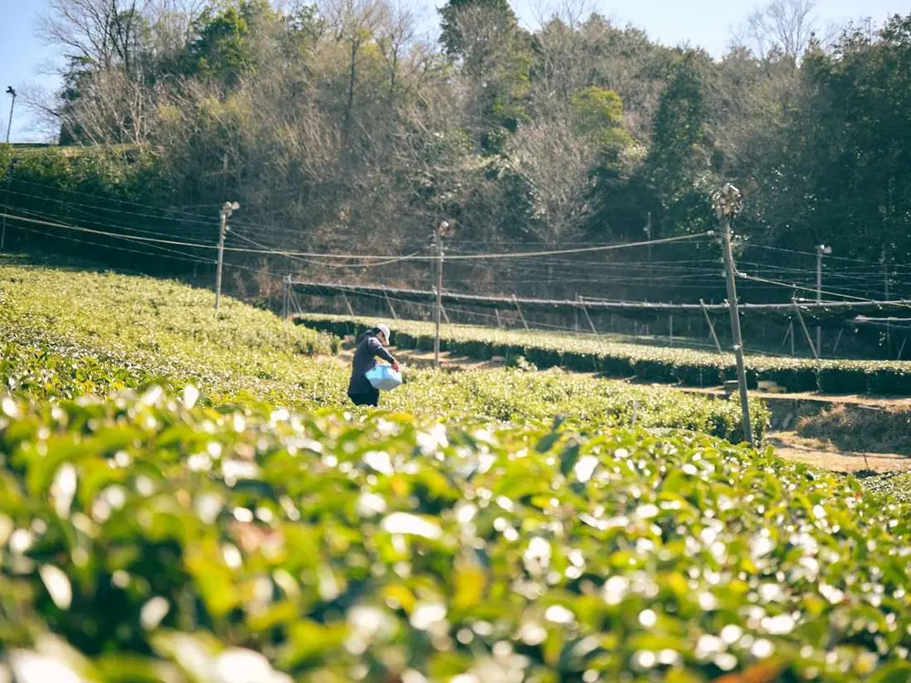 A grower walking the rows in February