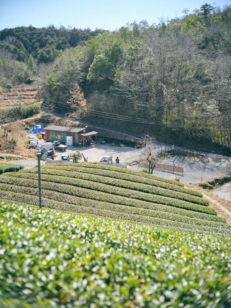 Fields above the farmhouse