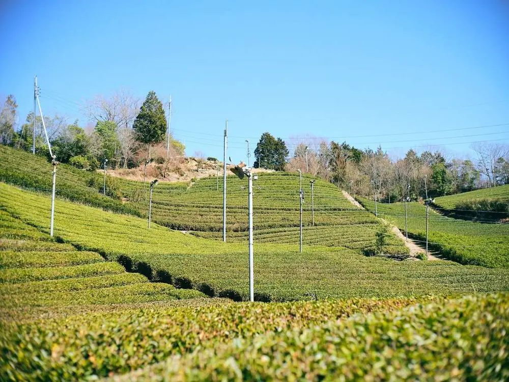 Terraced tea rows
