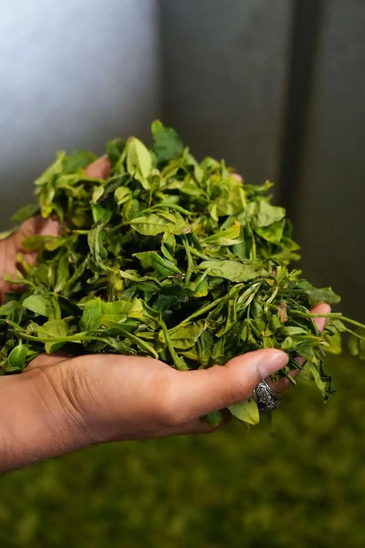 A handful of freshly picked tea leaves