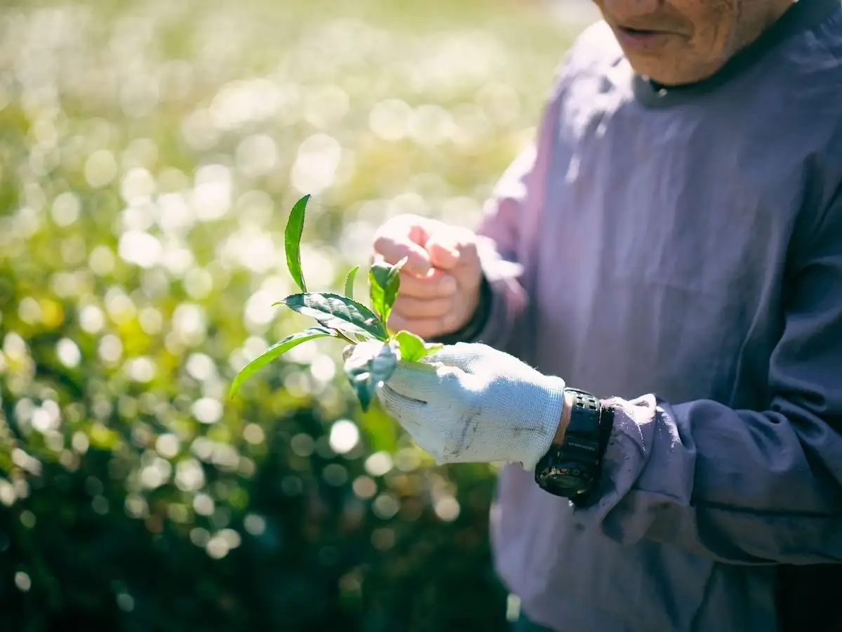 A fresh sprig in a grower's hand