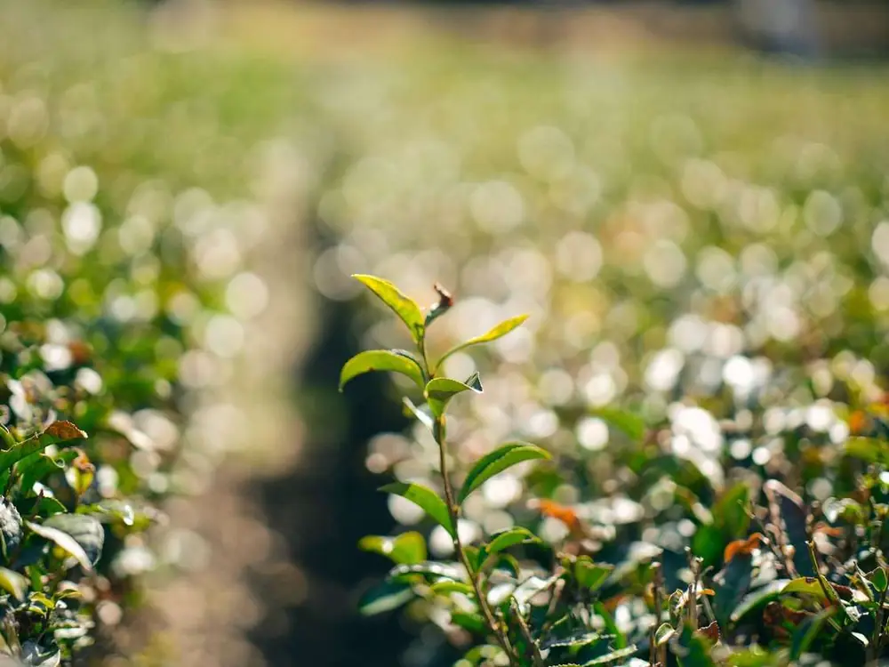 Young tea leaves, close up