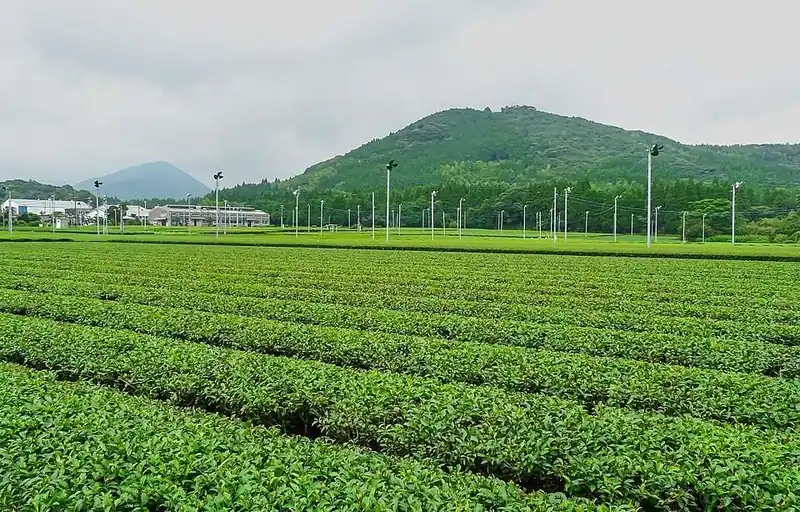 Chiran tea fields, Minami-Kyushu, Kagoshima