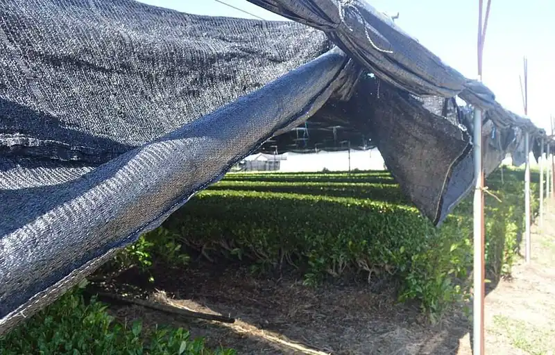 Tencha fields under shading in Nishio, Aichi