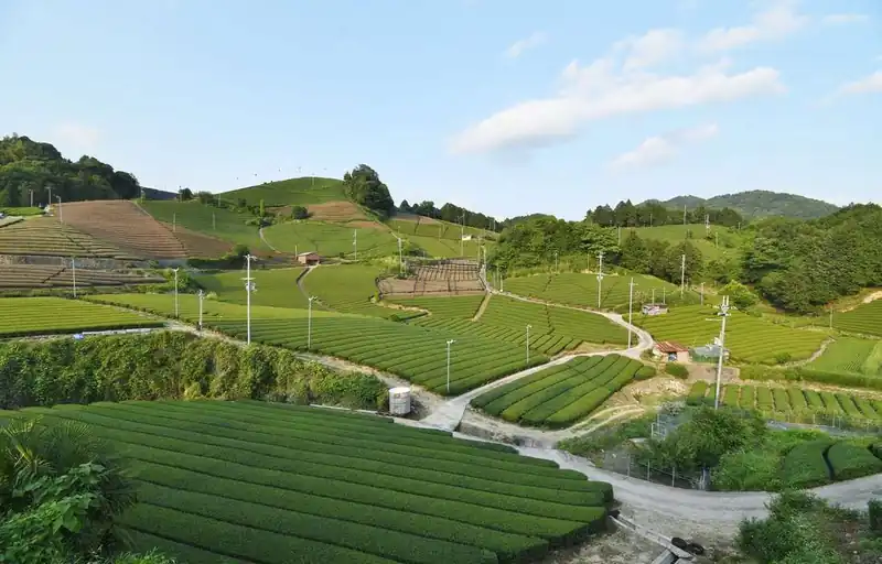 The Ishidera tea fields in Wazuka, Kyoto