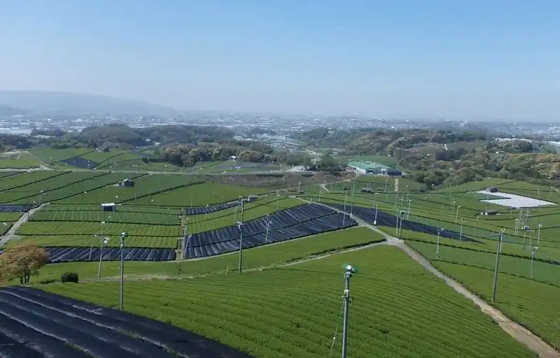 Tea fields under shading nets in Yame, Fukuoka